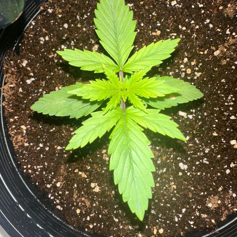 Northern Lights Auto growlog timeline photo