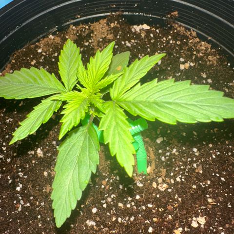 Northern Lights Auto growlog timeline photo