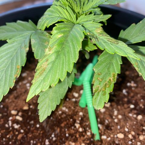 Northern Lights Auto growlog photo: Unhappy possibly Ca deficiency or lockout will assess soon 