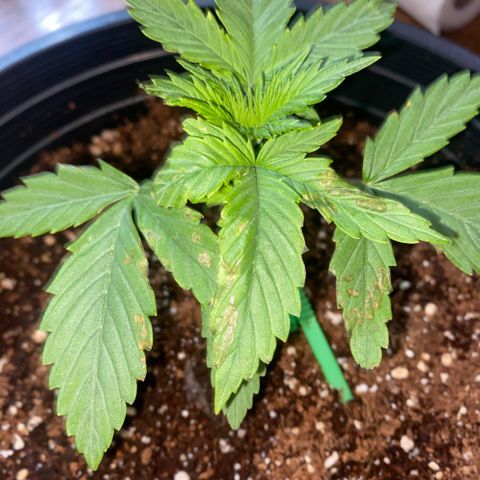 Northern Lights Auto growlog photo: Unhappy possibly Ca deficiency or lockout will assess soon 