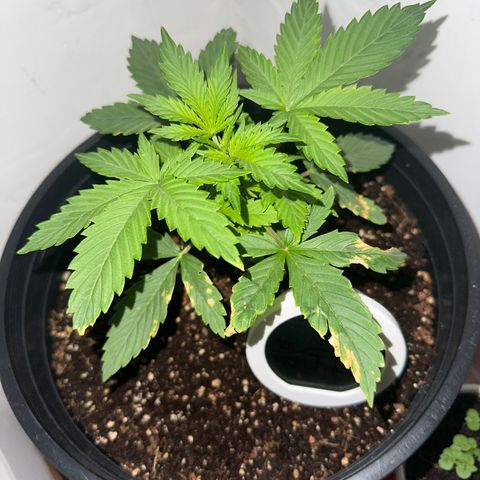 Northern Lights Auto growlog photo: recovering from deificiency, added calmag and she responded well 