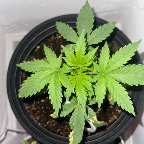 Northern Lights Auto growlog photo: recovering from deificiency, added calmag and she responded well 
