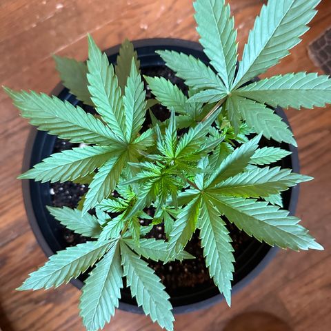 Northern Lights Auto growlog timeline photo