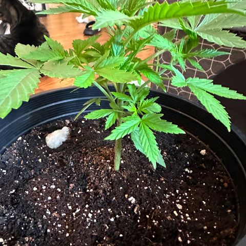 Northern Lights Auto growlog timeline photo