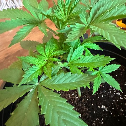 Northern Lights Auto growlog timeline photo
