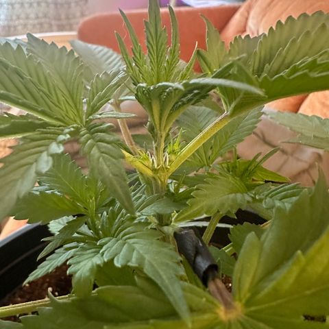 Northern Lights Auto growlog photo: first pistils are showing 