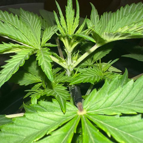 Northern Lights Auto growlog photo: first pistils are showing 