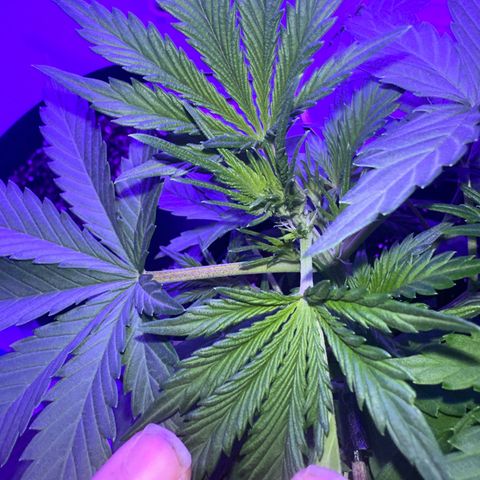 Northern Lights Auto growlog timeline photo