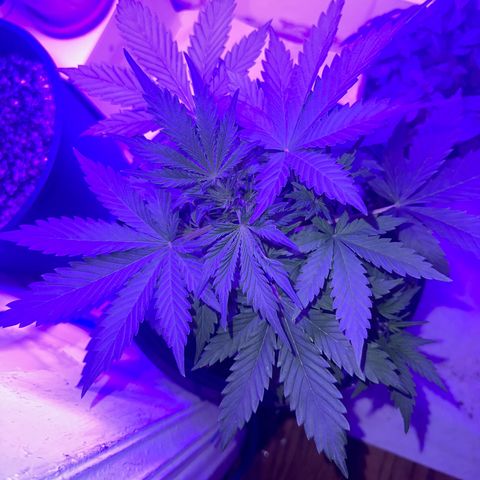 Northern Lights Auto growlog timeline photo
