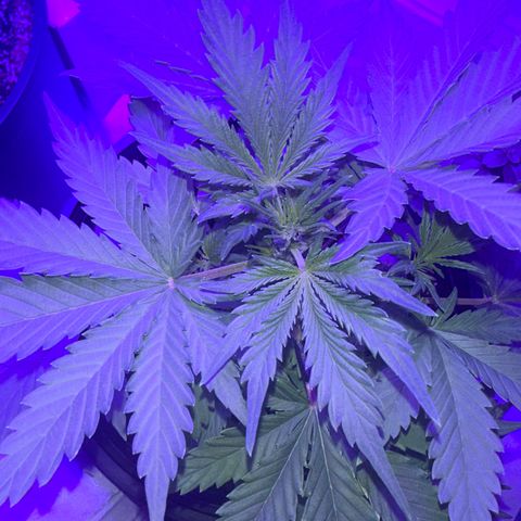 Northern Lights Auto growlog timeline photo
