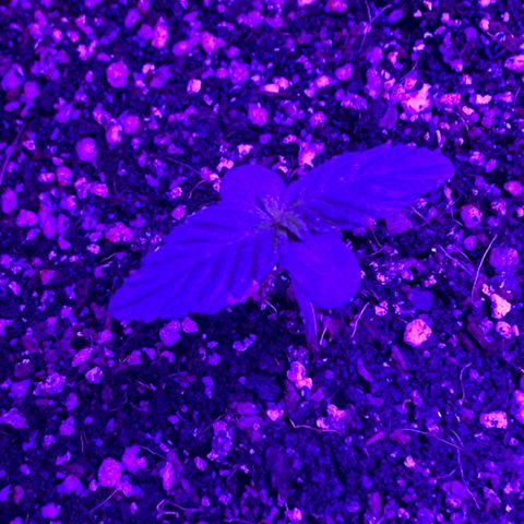 Purple Kush Autoflower growlog timeline photo