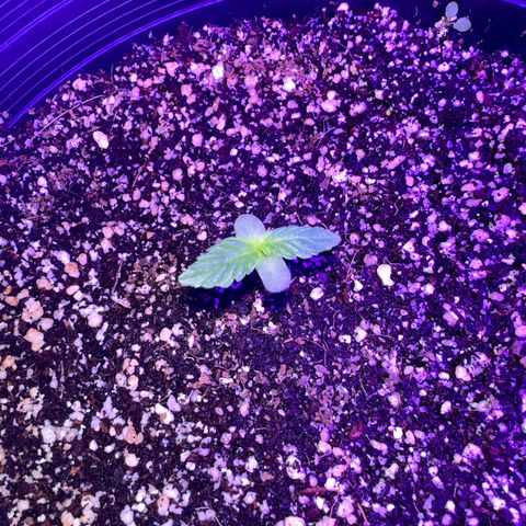 Purple Kush Autoflower growlog timeline photo