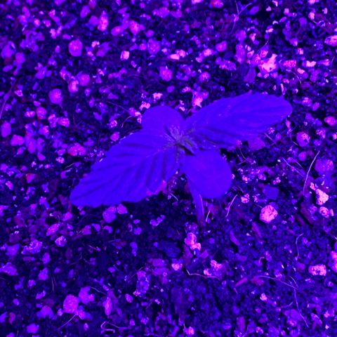 Purple Kush Autoflower growlog timeline photo
