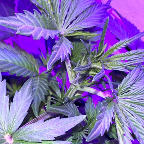 Northern Lights Auto growlog timeline photo