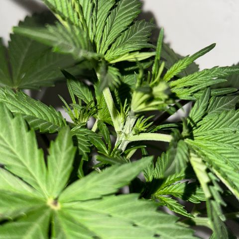 Northern Lights Auto growlog timeline photo