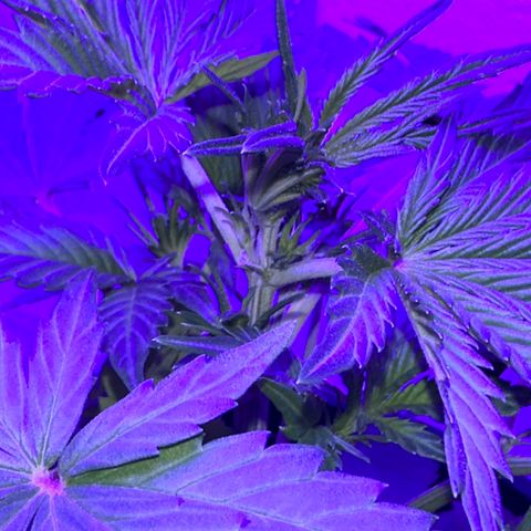 Northern Lights Auto growlog timeline photo