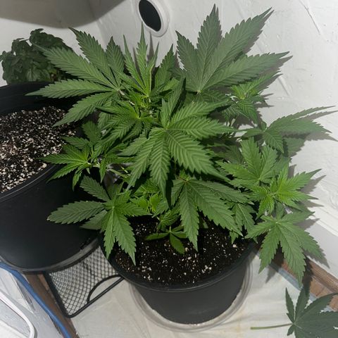 Northern Lights Auto growlog photo: growing 1-2 inches per day
