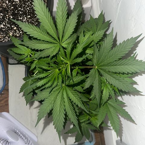 Northern Lights Auto growlog photo: growing 1-2 inches per day
