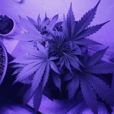 Northern Lights Auto growlog timeline photo