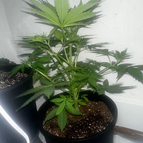 Northern Lights Auto growlog timeline photo