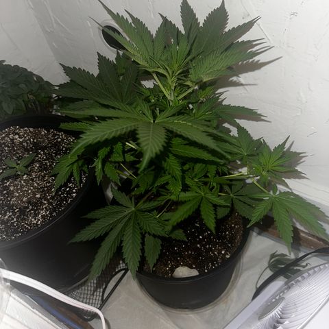 Northern Lights Auto growlog timeline photo
