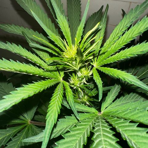 Northern Lights Auto growlog photo: was sick for a few days and didn’t give her much attention but she’s hanging in there
