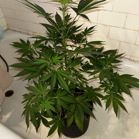Northern Lights Auto growlog photo: was sick for a few days and didn’t give her much attention but she’s hanging in there