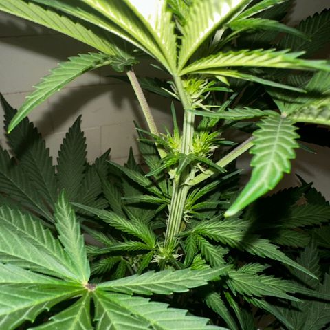 Northern Lights Auto growlog photo: was sick for a few days and didn’t give her much attention but she’s hanging in there