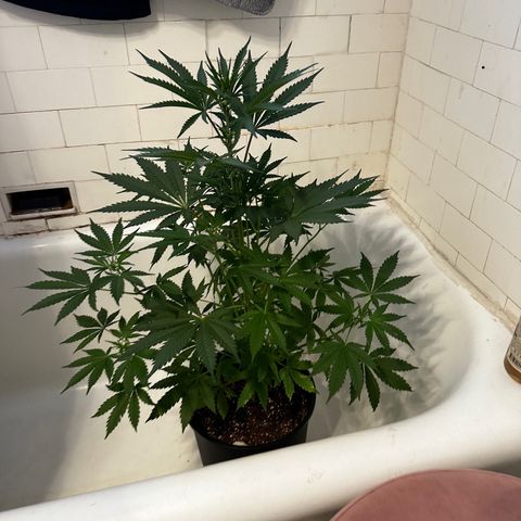 Northern Lights Auto growlog photo: was sick for a few days and didn’t give her much attention but she’s hanging in there