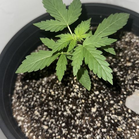 Purple Kush Autoflower growlog timeline photo