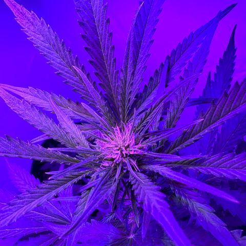 Northern Lights Auto growlog timeline photo