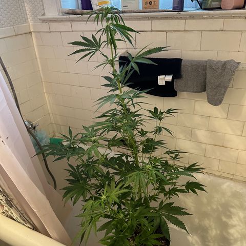 Northern Lights Auto growlog timeline photo