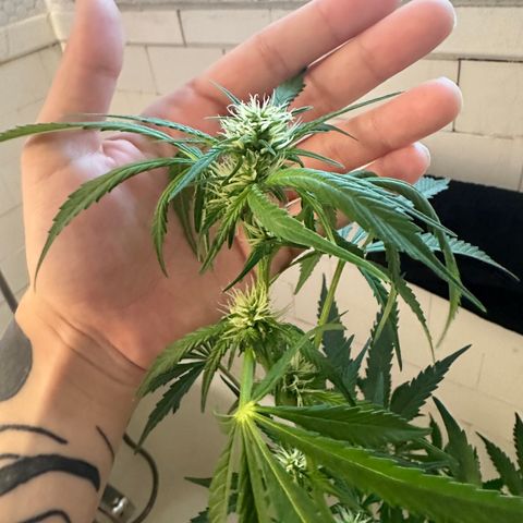 Northern Lights Auto growlog timeline photo
