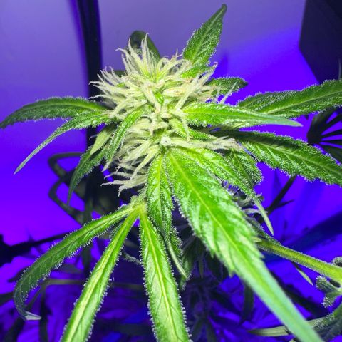 Northern Lights Auto growlog photo: getting frosty! finally stopped stretching UP after getting a second light installed and is finally working on her buds! 