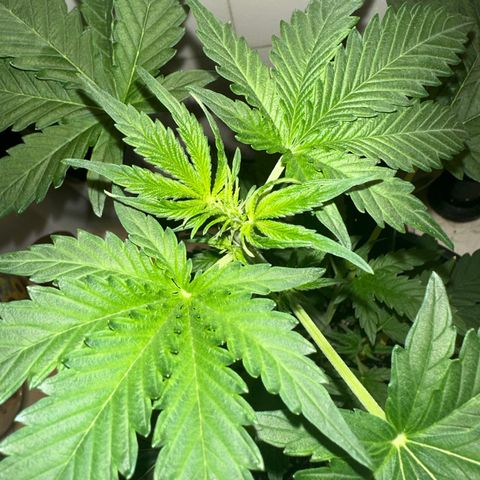 Purple Kush Autoflower growlog photo: showing her first pistols! 