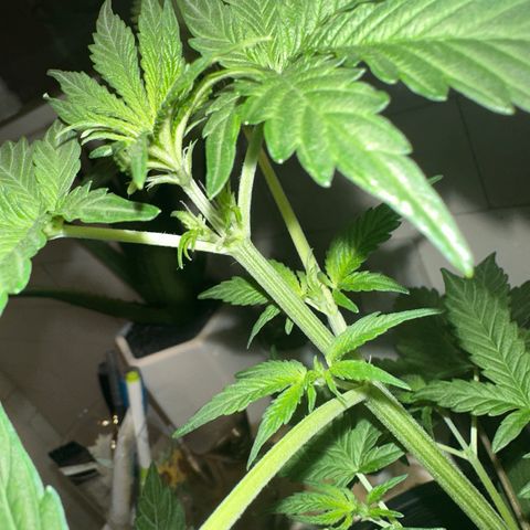 Purple Kush Autoflower growlog photo: showing her first pistols! 