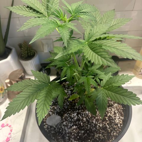 Purple Kush Autoflower growlog photo: showing her first pistols! 