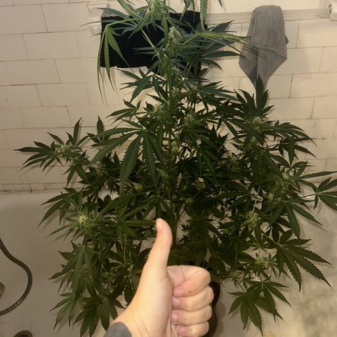 Northern Lights Auto growlog photo: nugzzzzzz