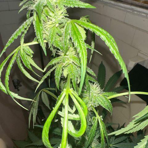 Northern Lights Auto growlog photo: nugzzzzzz