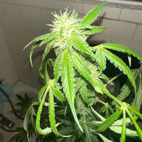 Northern Lights Auto growlog photo: nugzzzzzz