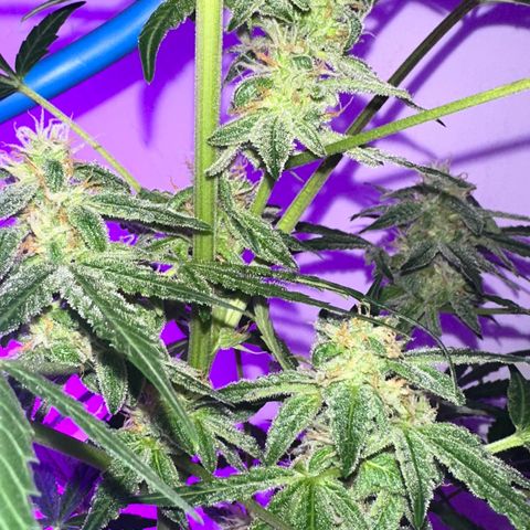 Northern Lights Auto growlog timeline photo