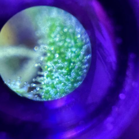 Northern Lights Auto growlog timeline photo