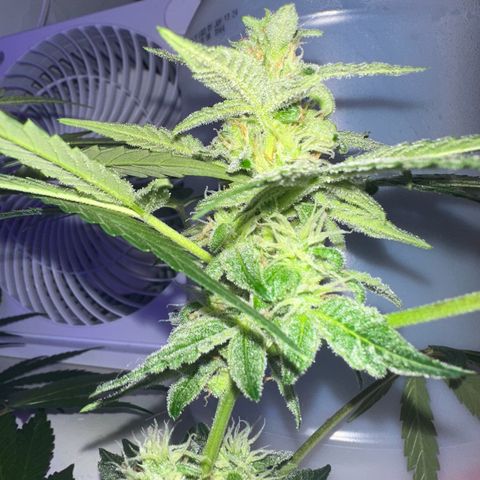 Northern Lights Auto growlog timeline photo