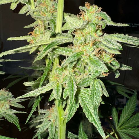 Northern Lights Auto growlog timeline photo
