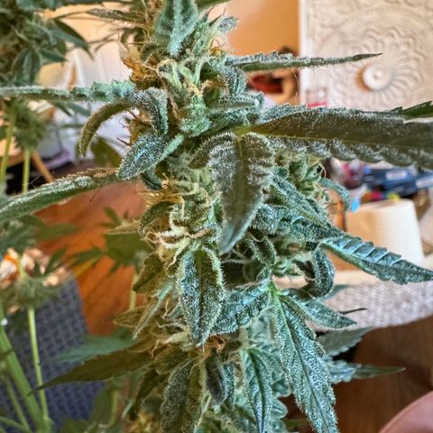 Northern Lights Auto growlog timeline photo