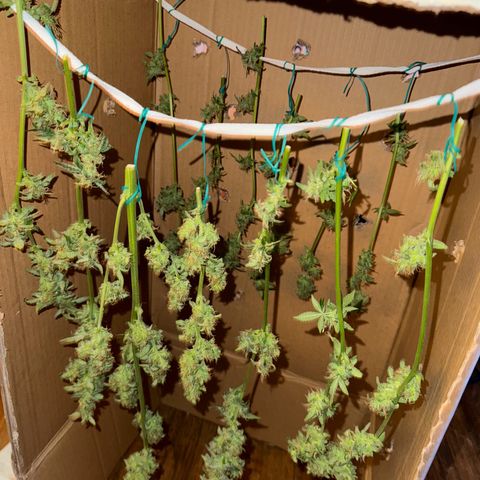 Northern Lights Auto growlog timeline photo