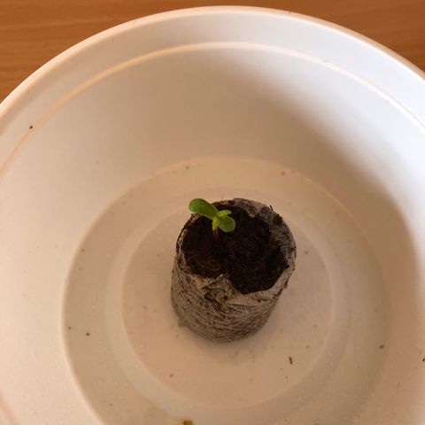 Amnesia Auto growlog timeline photo
