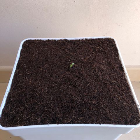 Amnesia Auto growlog timeline photo