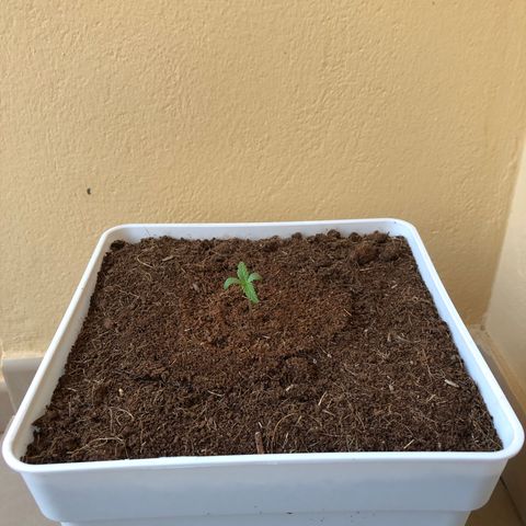 Amnesia Auto growlog timeline photo