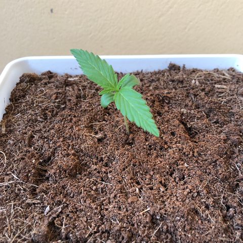 Amnesia Auto growlog timeline photo